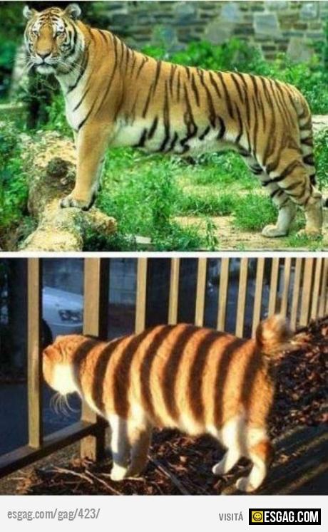 El tigre y el atigrado