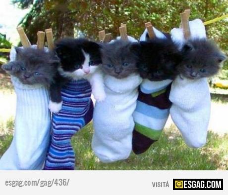 Que necesidad! pobres gatitos