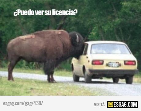 Me permite ver su licencia?