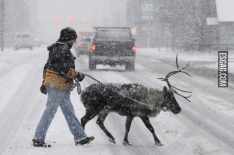 Hora de pasear al reno