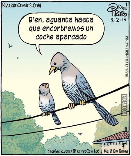 Lección de una madre a su pichón