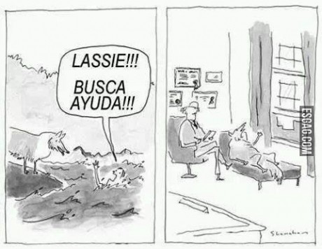 Lassie busca ayuda!!