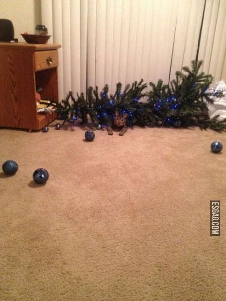 Yo n fui! dijo el gato