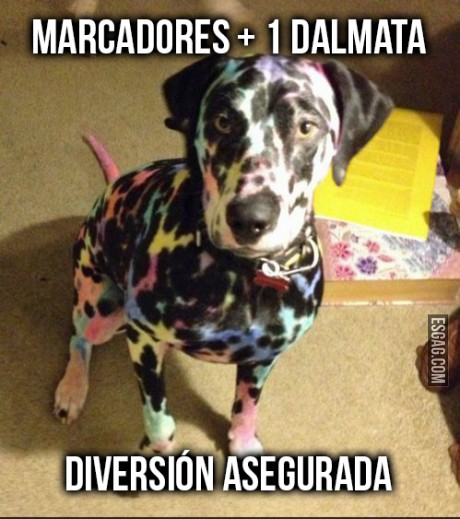 Marcadores + 1 perro dálmata