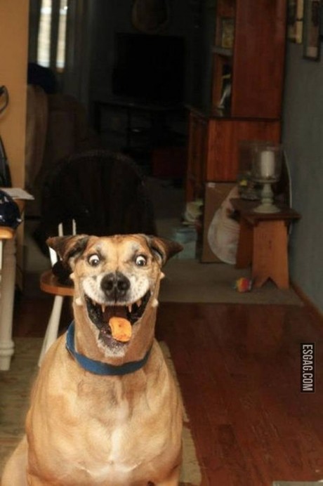 Una de las caras mas raras que un perro puede hacer