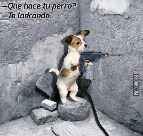 Que hace tu perro?