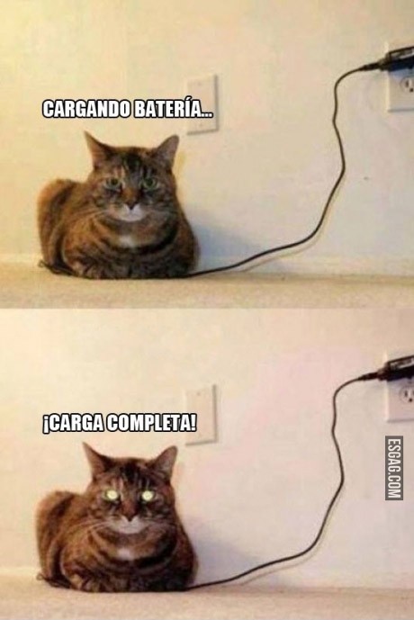 Pensaste en tener un gato electrico?