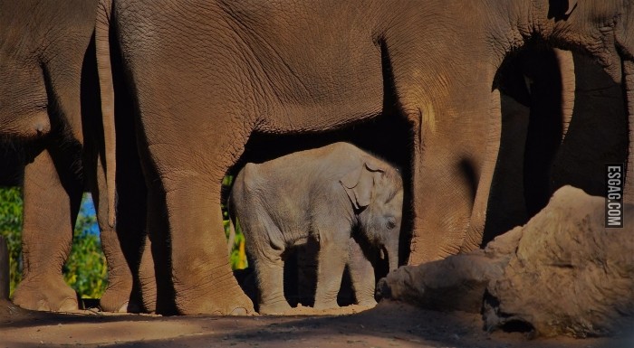 Un bebe elefante debajo de su madre