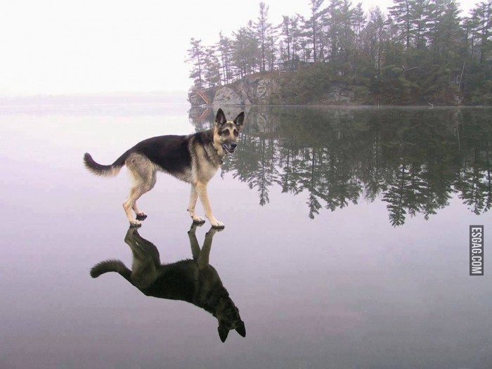 El perro de Jesús