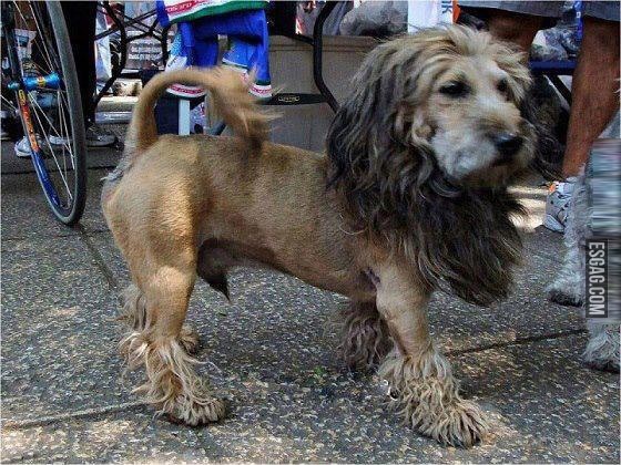 El perro que queria ser León