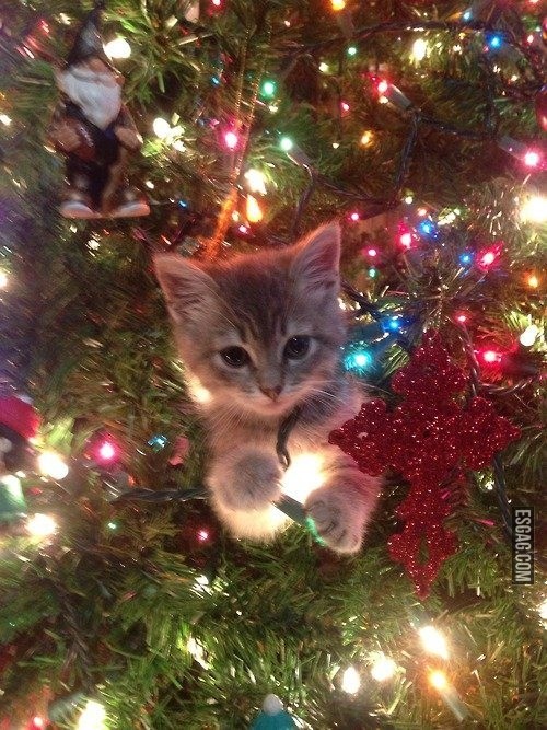 Gato navideño