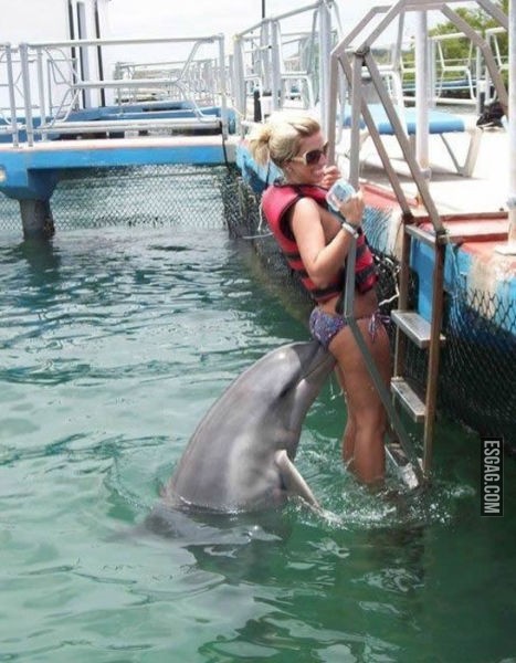 Delfin atrevido