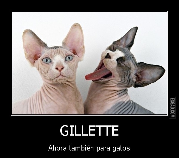 Gillette... 