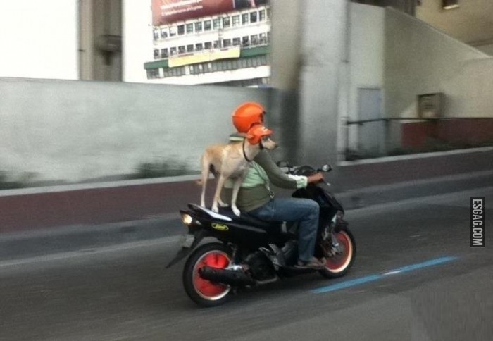 Seguridad vial canina