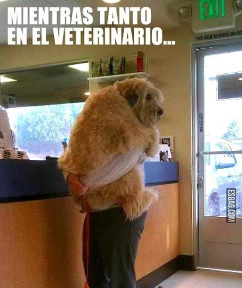 Mientras tanto... en el veterinario
