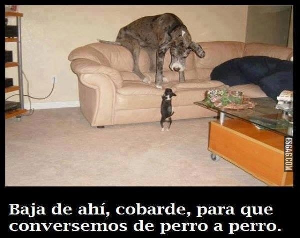 De perro a perro