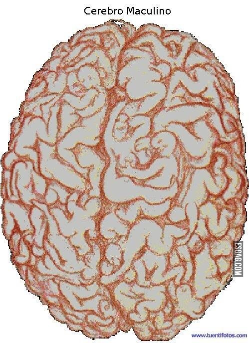 Descubren como es el cerebro del hombre