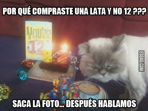 Gato enojado en su cumpleaños