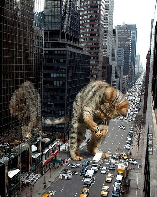 Catzilla