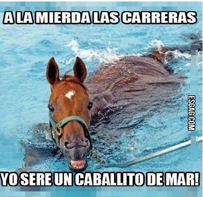 Si el caballo lucha por sus sueños, qué esperas para hacer lo mismo?