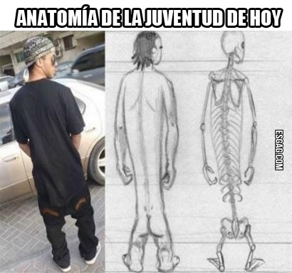 Anatomía moderna