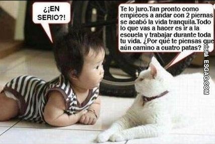 Consejos sabios de un gato a un bebé