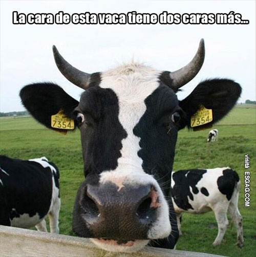 Las dos caras de una misma vaca