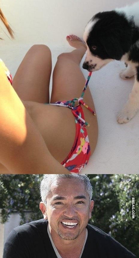 Cesar Millán sabe qué enseñarle a los perros