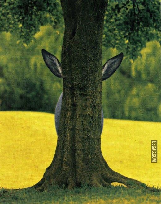Piedra libre para el burro que está detrás del árbol
