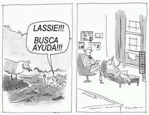 Lassie busca ayuda!!