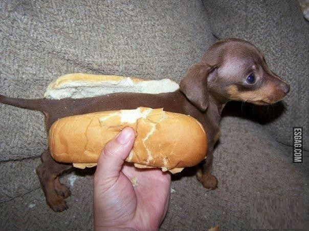 Quien quiere un hot dog?