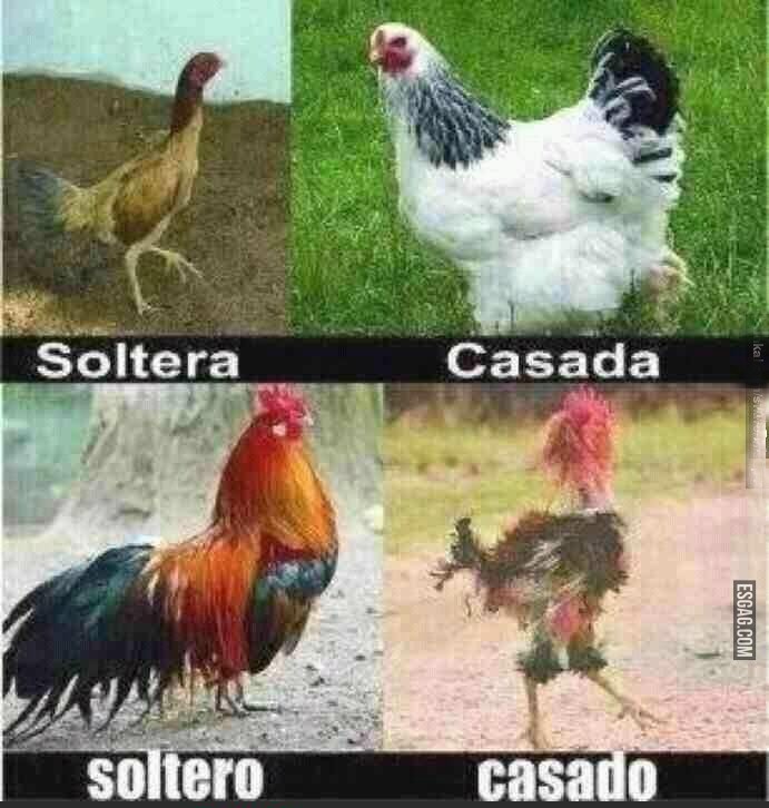 Diferencias entre solteros y casados