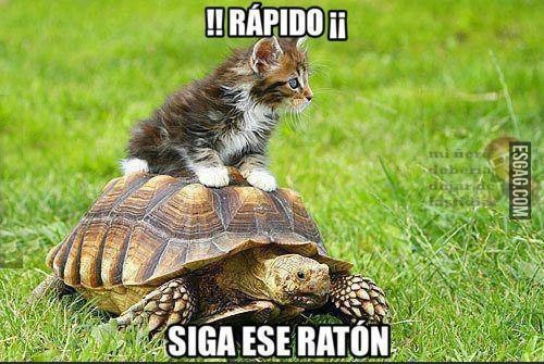 Rápido, siga a ese ratón!