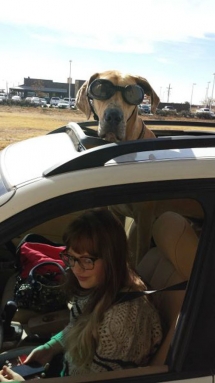 Nunca viste un perro con gafas?