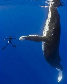 Hola ballena!