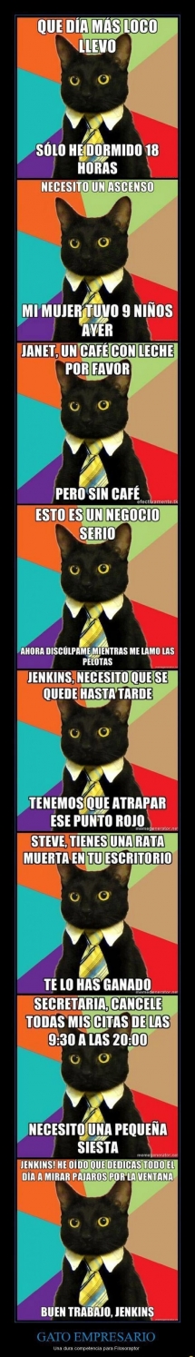 Gato empresario