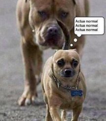 Perro mentalizado...