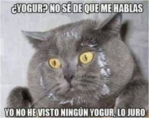 Gatito la cara te delata!!!