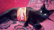 Gata Cola