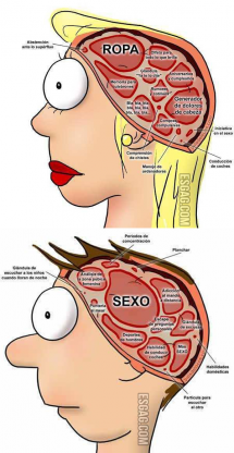 Diferencias entre el cerebro del hombre y la mujer