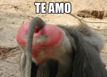 Te amo, así... simple