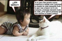 Consejos sabios de un gato a un bebé