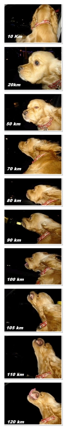 Los perros y la velocidad
