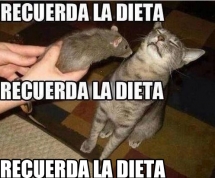 Se fuerte gatito, tu puedes