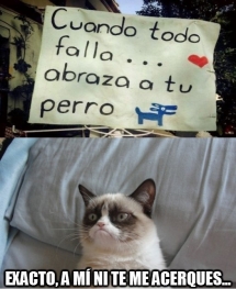 Gatos... esos animalitos tan sensibles