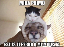 Me parece que es un puma no un perro