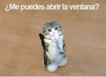 pobre gato