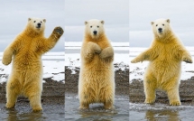 El baile del oso
