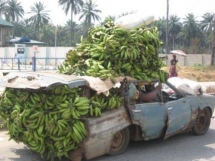 Llegó el bananero